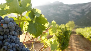 Main photo for Private Wine Tour in Nemea from Athens