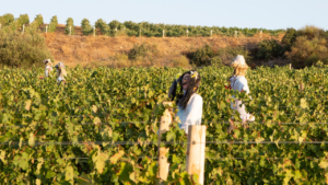 Ξενάγηση σε Παραδοσιακό Αμπελώνα στη Νάξο με Οινογνωσία και Σνακς photo