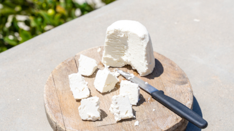 Taste different delicious dairy products