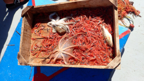 Learn traditional and modern fishing methods at sea