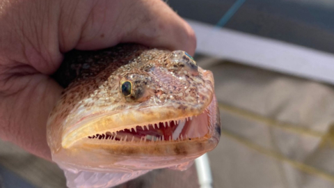 Battle powerful fish species far from the island’s shores