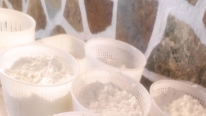 Fresh cheese is drying on the shelves 