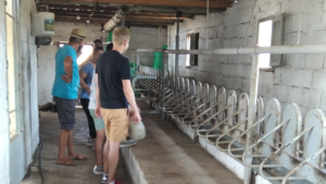 Witness the traditional cheese making 