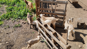 Meet the cute farm animals of the cheesemaker