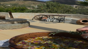 Collect fresh seasonal ingredients directly from the surrounding gardens