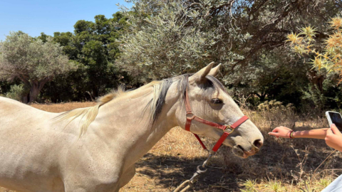 Θαυμάστε την ήρεμη ομορφιά του καταπράσινου τοπίου της υπαίθρου