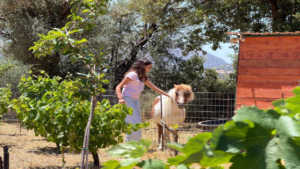 Γνωρίστε ήρεμα ζώα της φάρμας σε ένα γαλήνιο αγροτικό τοπίο