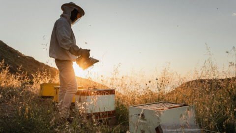 Meet the bees and learn about their role in the local ecosystem