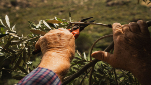 Learn about organic olive cultivation and traditional harvesting