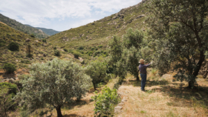 Walk through ancient olive trees surrounded by mountain landscapes