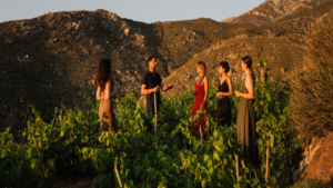 Walk through ancient olive groves and vineyards